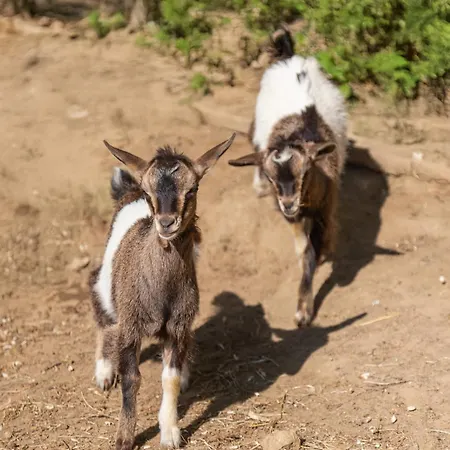 Alpaca * Montecastello