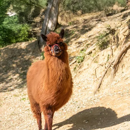 Alpaca *